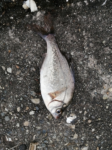 ウミタナゴの釣果