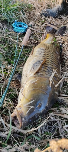 コイの釣果