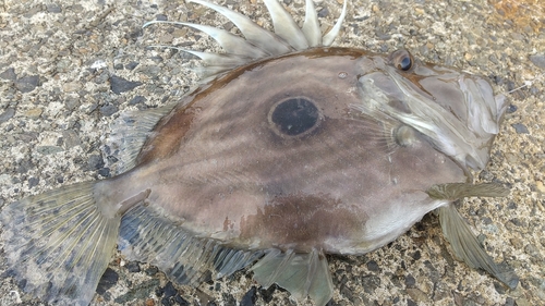 マトウダイの釣果