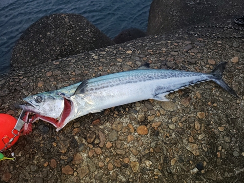 サゴシの釣果