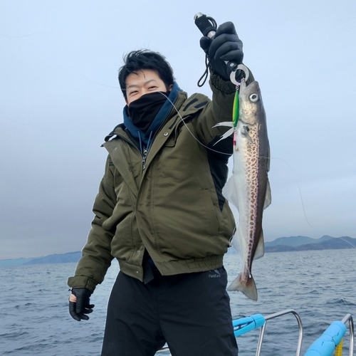 スケトウダラの釣果