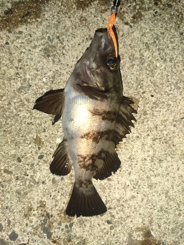 クロメバルの釣果