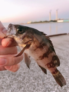 シロメバルの釣果