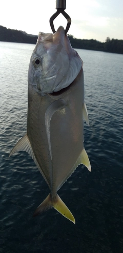 オニヒラアジの釣果