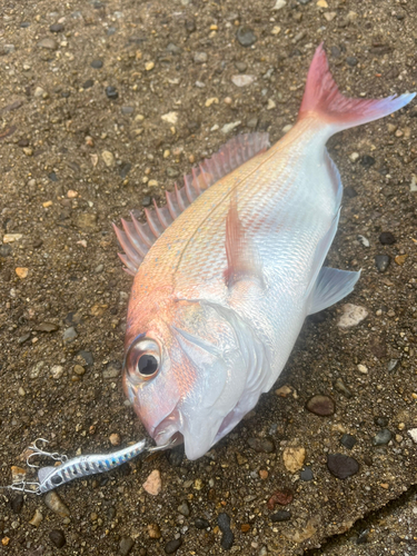 マダイの釣果