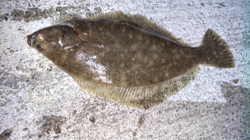 カレイの釣果