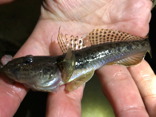 マハゼの釣果