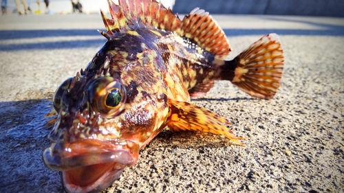 カサゴの釣果