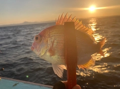 レンコダイの釣果