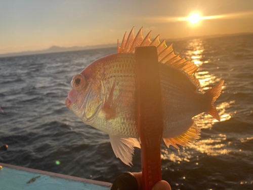 レンコダイの釣果