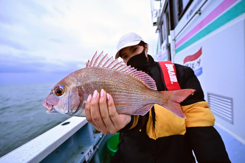 マダイの釣果