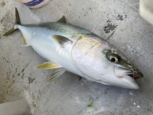 ワラサの釣果