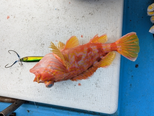 アヤメカサゴの釣果