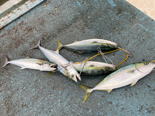 サゴシの釣果