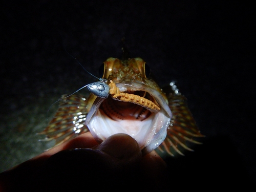 カサゴの釣果