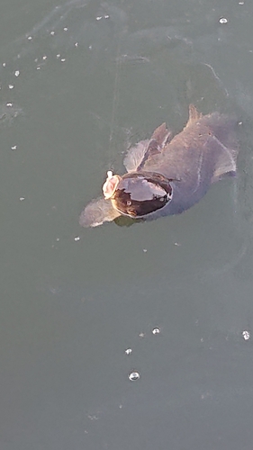 コイの釣果