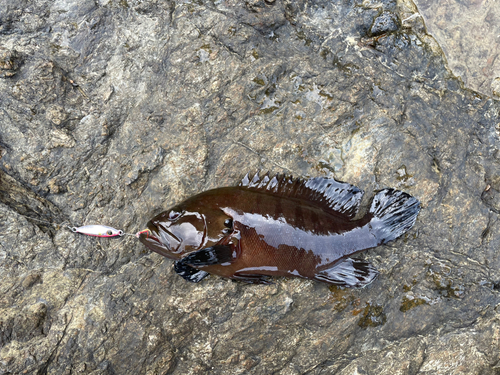 ヤミハタの釣果