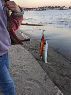 ボラの釣果