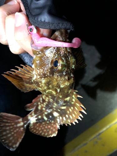 カサゴの釣果