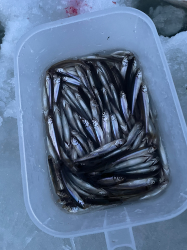 ワカサギの釣果