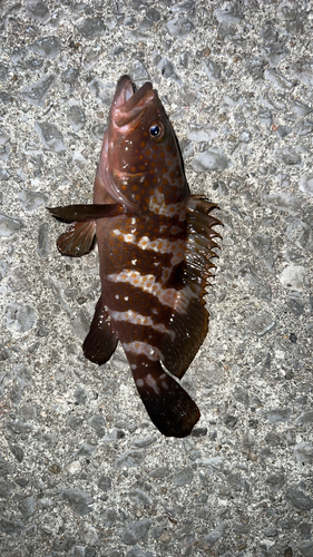 アコウの釣果