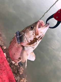 タイリクスズキの釣果