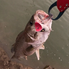 タイリクスズキの釣果