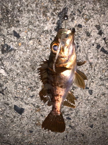 メバルの釣果