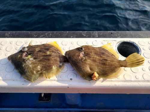 カワハギの釣果