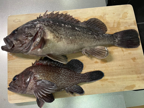 クロソイの釣果