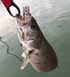 タイリクスズキの釣果