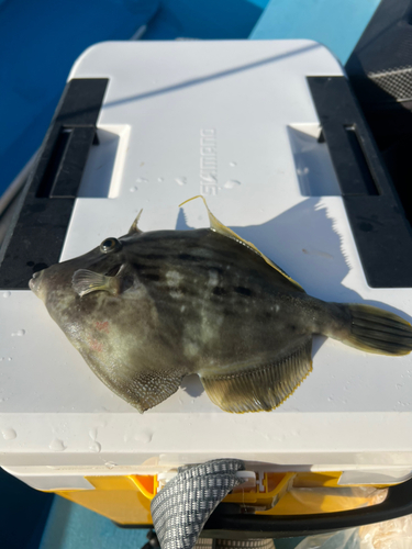 カワハギの釣果