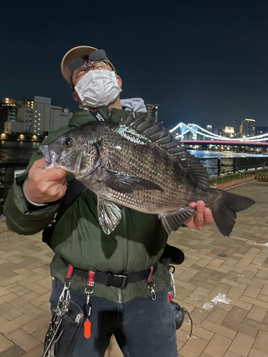 チヌの釣果