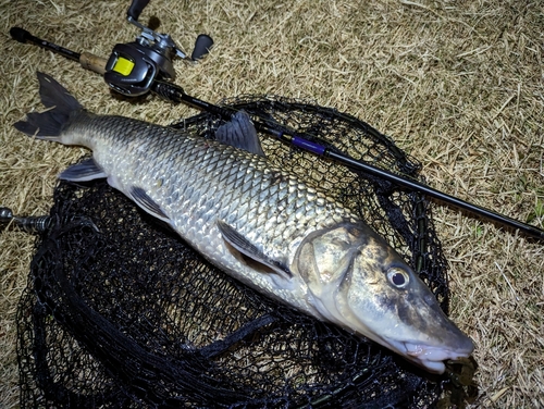 ニゴイの釣果