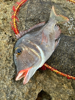 イソフエフキの釣果