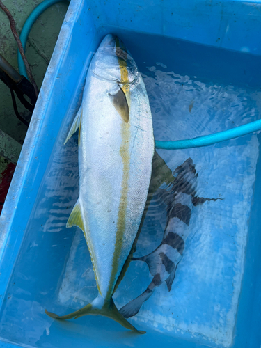 ヒラマサの釣果