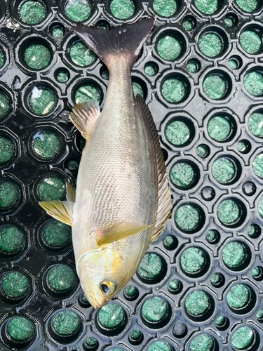 イサキの釣果