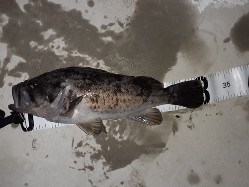 クロソイの釣果