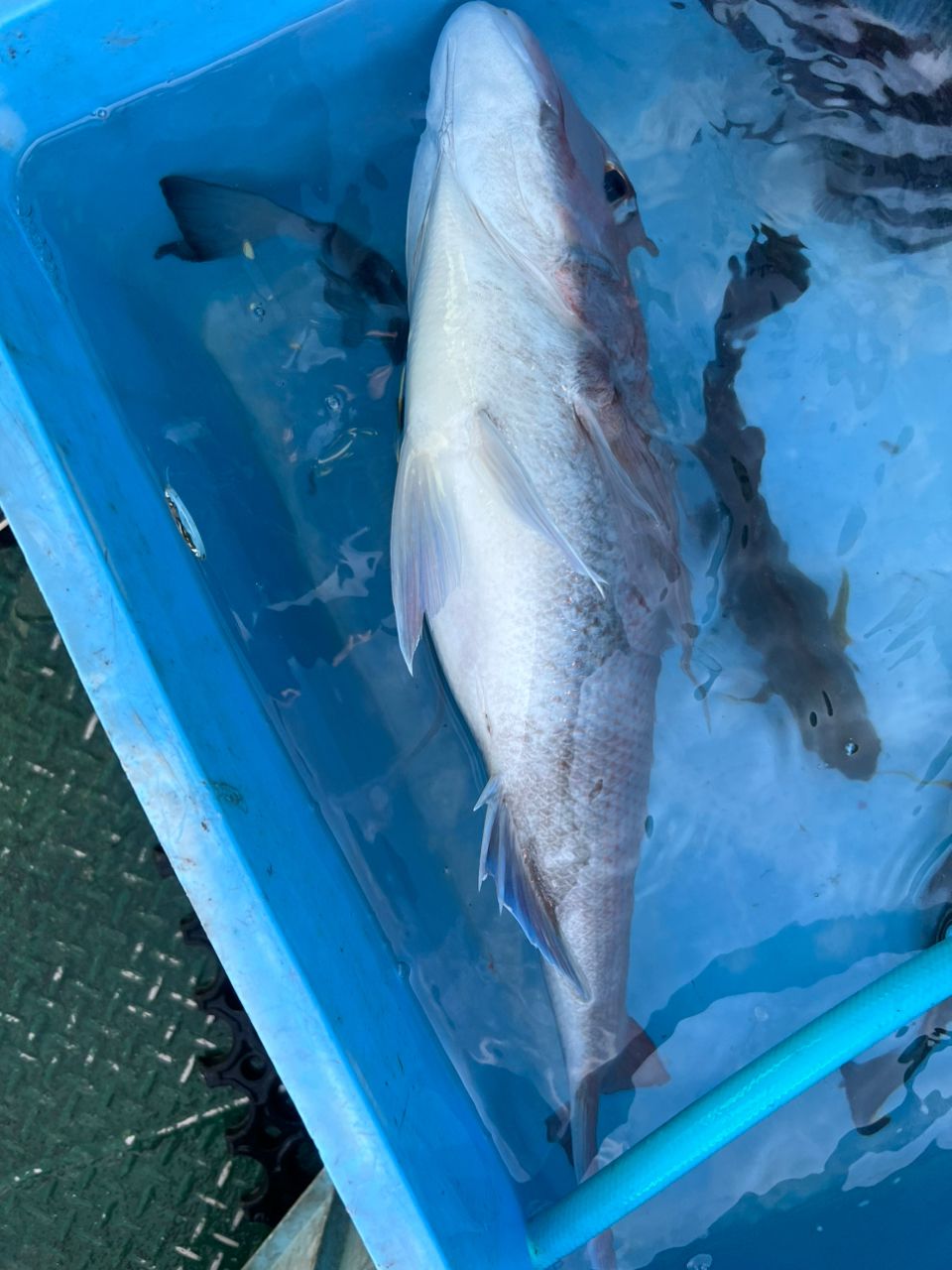 鯛バカさんの釣果 2枚目の画像