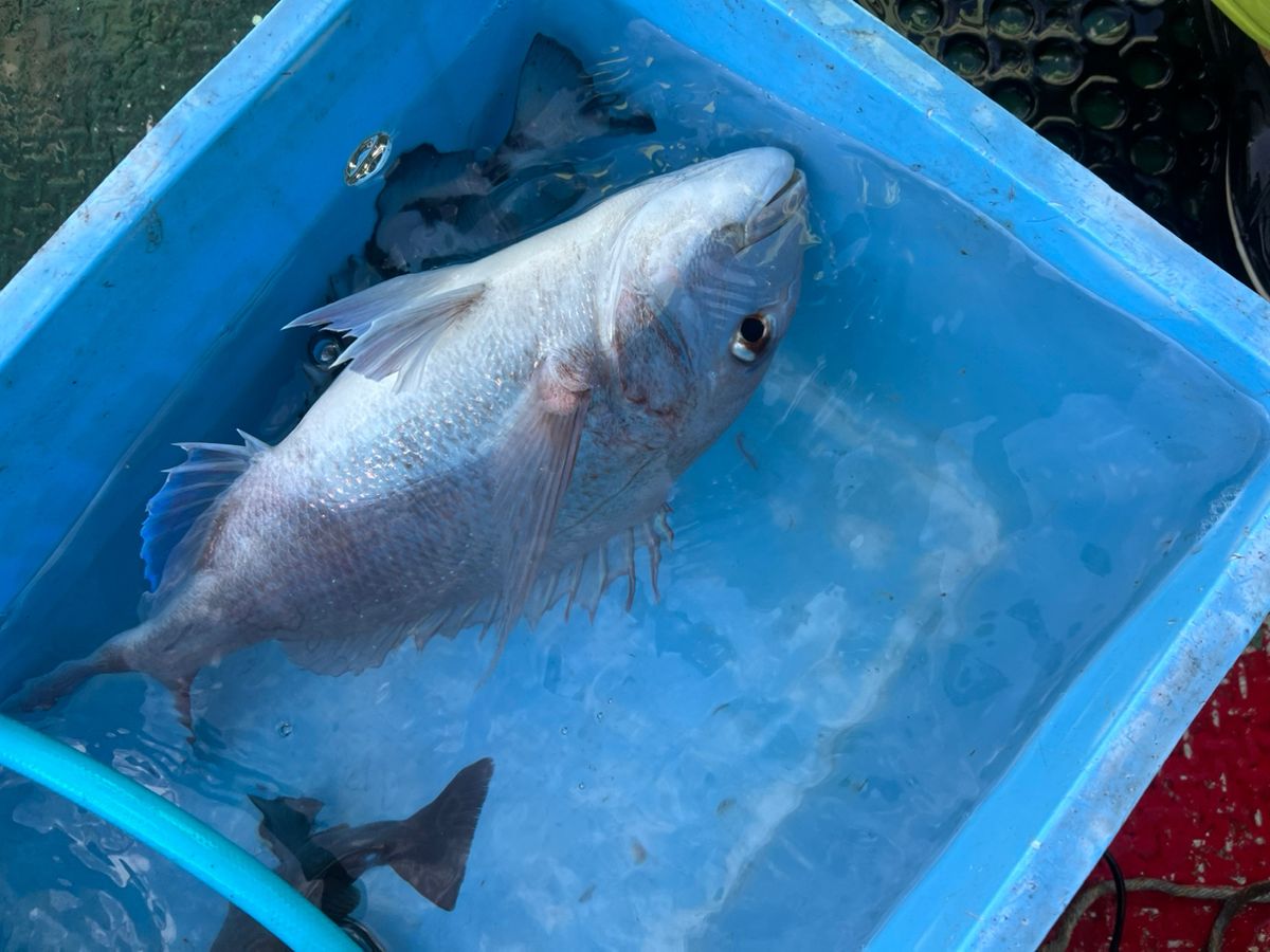 鯛バカさんの釣果 3枚目の画像