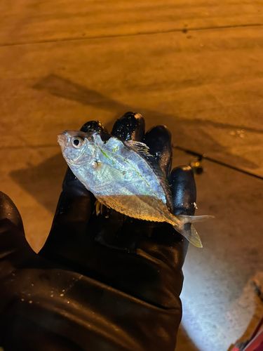 ヒイラギの釣果