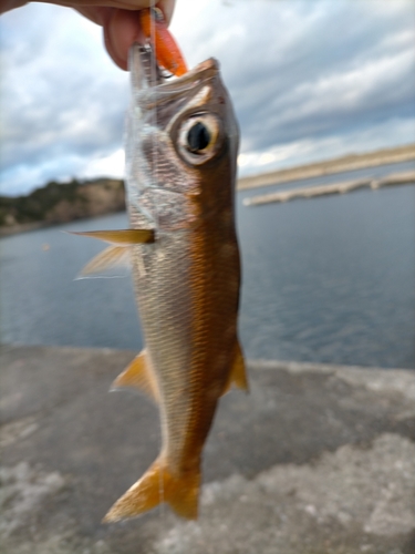 ムツの釣果