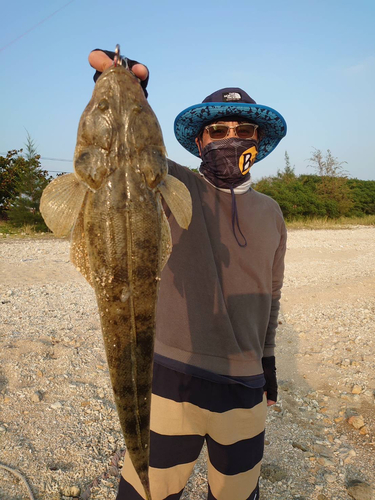 ミナミマゴチの釣果