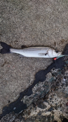 セイゴ（マルスズキ）の釣果