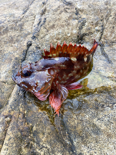 カサゴの釣果