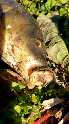 コイの釣果