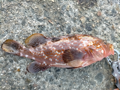 キジハタの釣果