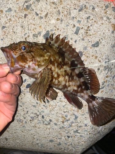 カサゴの釣果