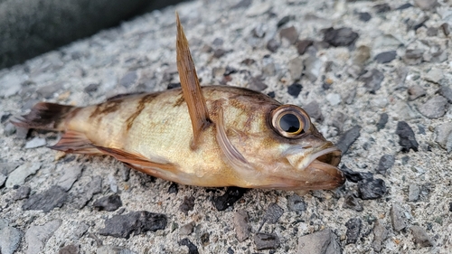 メバルの釣果