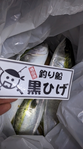 ワラサの釣果